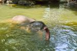 Elefant beim Schnorcheln