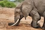 Elefant gräbt am Kazinga Channel