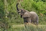 Elefant am Kazinga Channel