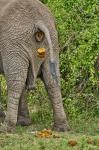 Elefant am Kazinga Channel
