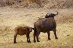 Water Buffalo