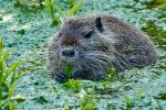 Nutria