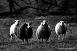 vier Schafe