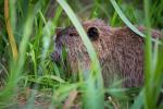 Biber/Nutria? - Wildlife