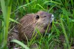 Biber/Nutria? - Wildlife