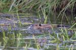 Nutria Jungtier