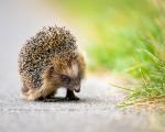 Igel