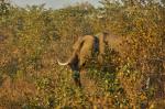 Elefant beim Aufwärmen