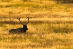 Yellowstone