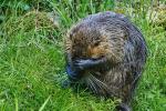 Nutria