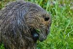 Nutria