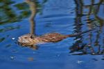 Nutria