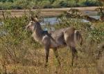 Wasserbock am Sabieriver