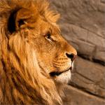 Aslan