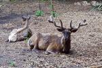 Wapiti im Rostocker Zoo