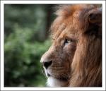 Der Leu