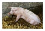 Dreckschwein (1)