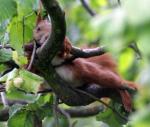 Eichhörnchen im Haselnussbaum