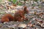 Eichhörnchen im Herbst