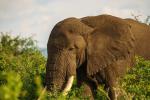 Elefant 3 Queen Elisabeth NP