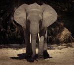 Elefant im ausgetrockneten Flussbett