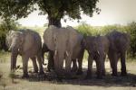 Elefanten im Schatten