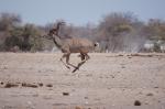 Etosha Kudu