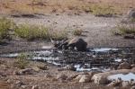 Etosha Spitzmaulnashorn