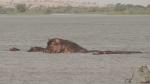 Flusspferde im Niger-1