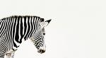Zebra gespiegelt
