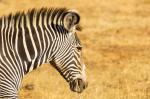 Grevy Zebra