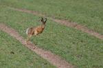 Hase2012_04