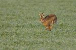 Hase2012_06