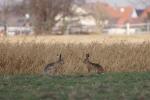 Hase2012_12