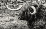 Highland Cattle