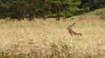 Hirsch am Darsser Ort