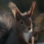 Eichhörnchen No1 _2