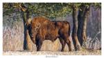 Wisent