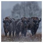 Wisent im Winter