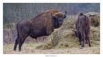 Wisent