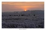 Wisent bei Sonnenaufgang