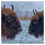 Wisent Portrait