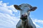 Charolais