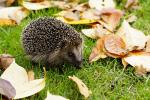 Igel