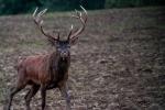 Hirsch Portrait auf 40m,