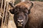 Wisent 1