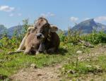 Allgäu Muh:-)