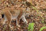 Luchs