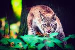 Luchs im Laub