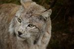 Luchs